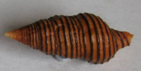 Turrilatirus turritus , (Gmelin, 1791)